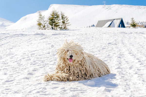 Hungarian white purebred puli breed dog, shepherd dog with dreadlock on snow in winter in mountains