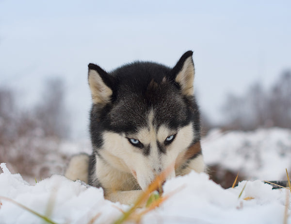 husky lies on the snow