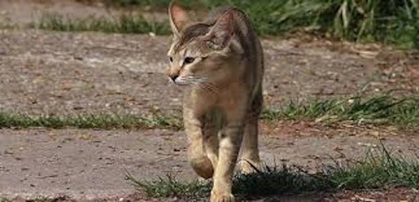 The Intelligent and Affectionate Chausie Cat