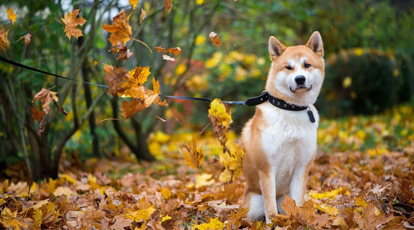akita inu is a member of japanese dog breeds