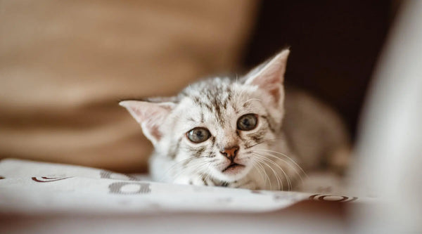 Kittens Born With Feline Leukemia