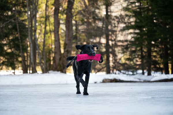 Labrador retriever retrieving a dummy in winter