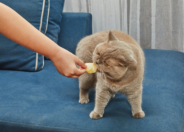 Lilac British cat eats chips from the hands of the hostess