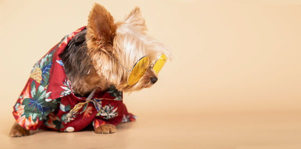 Little Yorkshire Terrier female dog wearing sunglasses and a Hawaiian shirt sitting