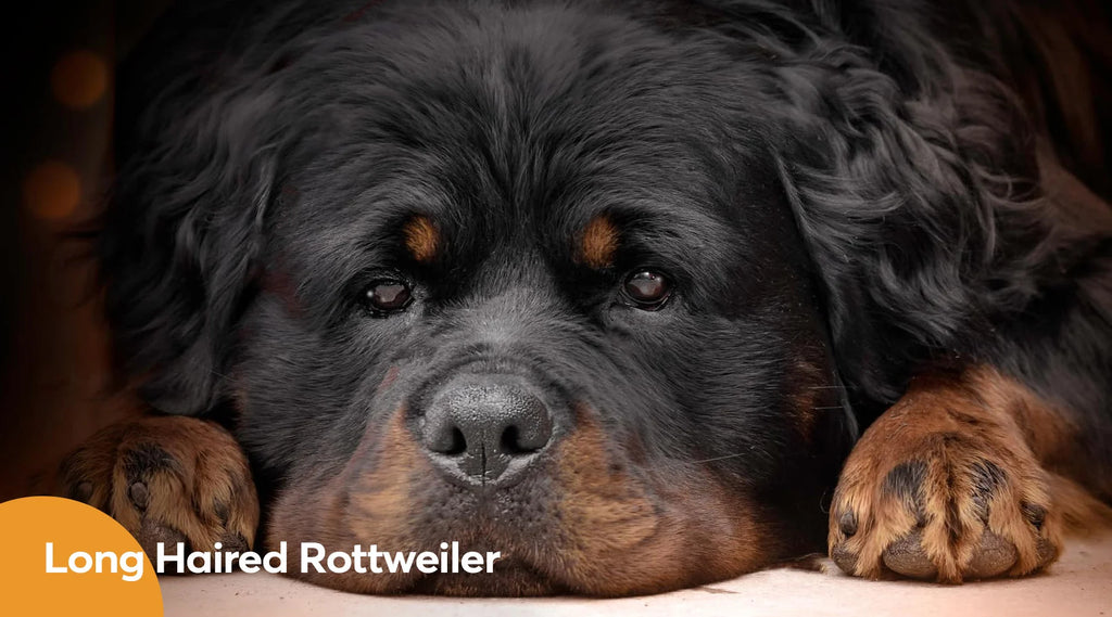 The Long Haired Rottweiler Dog Hairdressing Detailed Care