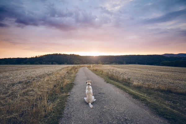 Loyal dog waiting at sunset