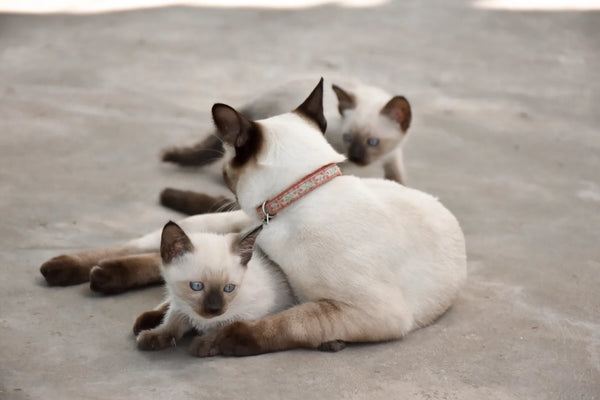What Is Lynx Point Siamese Cat?Let's Learn More Information
