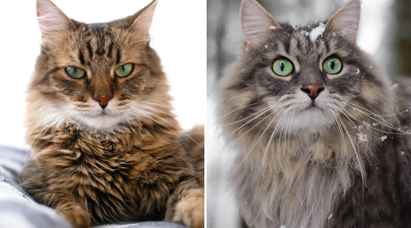 Comparative Maine Coon Norwegian Forest Cat ( With Pictures)