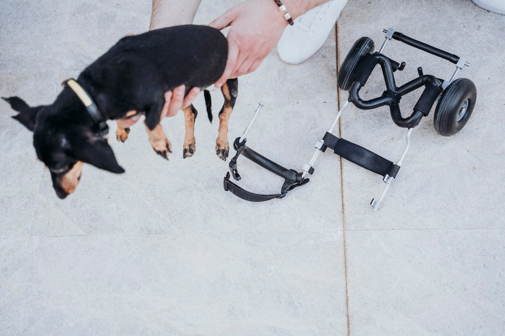 Understanding Degenerative Myelopathy in Dogs