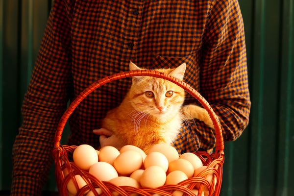 Many eggs in the basket. Young female farmer holding an orange ginger cat on a modern green background. 