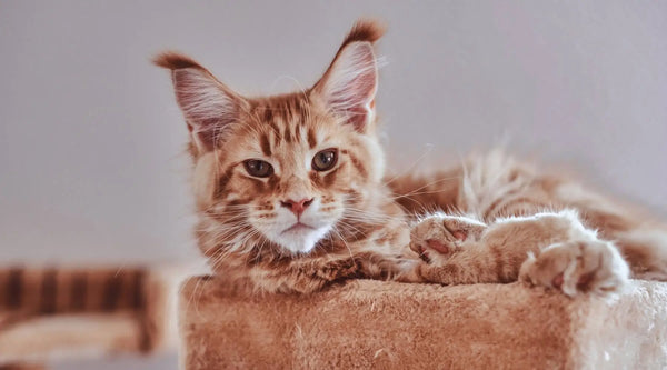 mixed maine coon