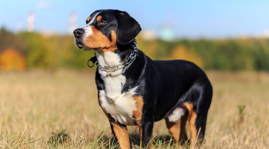 Different breeds 2024 of mountain dogs