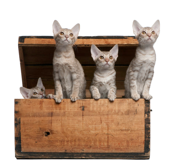 Ocicat kittens, 13 weeks old, emerging from a wooden box in front of white background