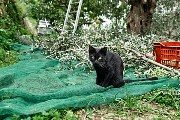A black cat in the Olive harvesting in a Mediterranean olive grove in Sicily, Italy.
