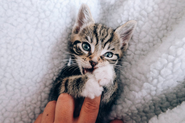 Pet kitten cat holding a human finger
