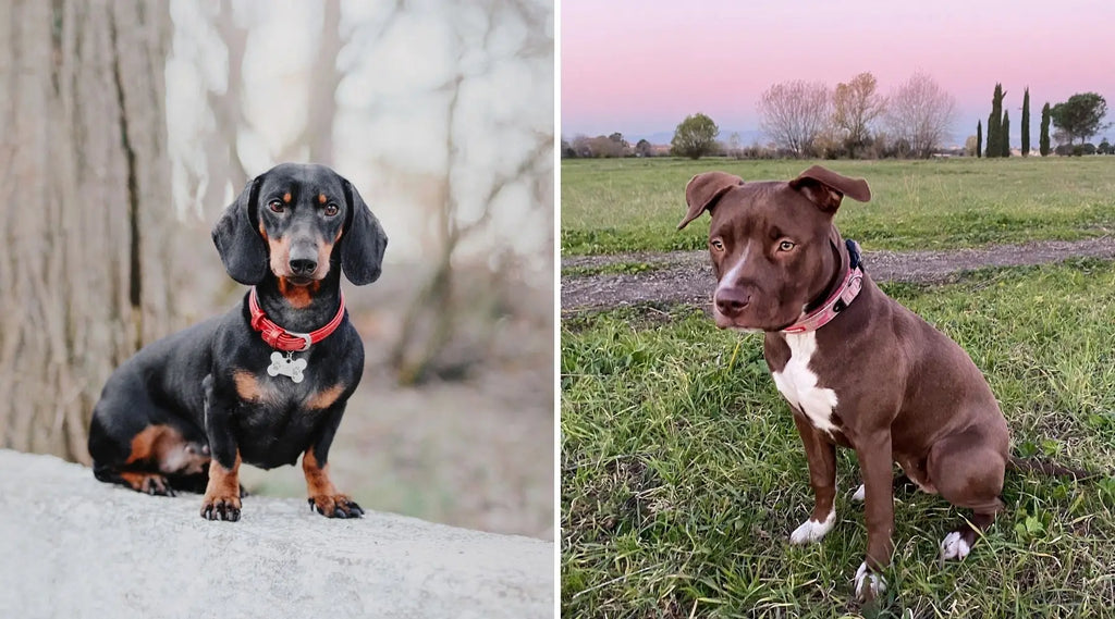 Dog half pitbull half clearance dachshund