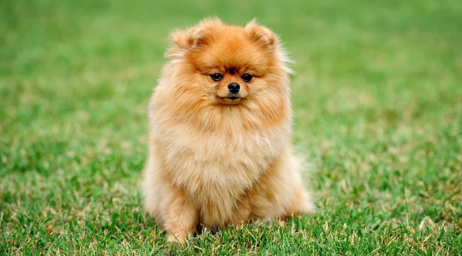 The Pomeranian: Worthy of the Throne of Your Home