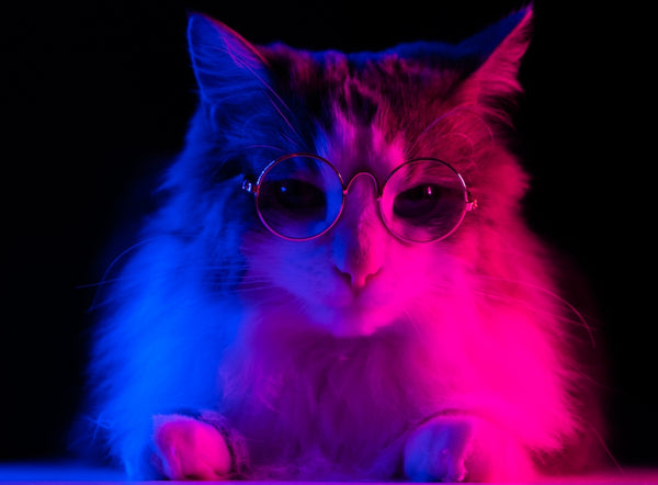 Portrait of a gray cat with glasses in neon light.