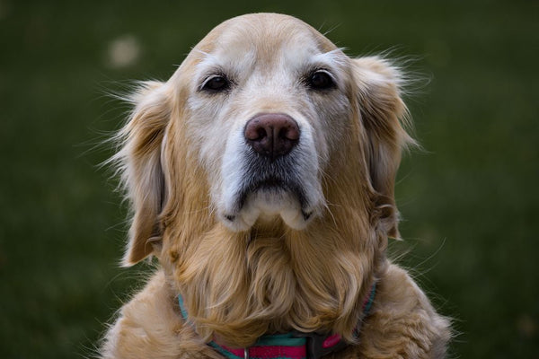 Portrait of an old golden retriever on a green blurred background