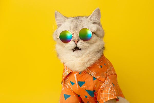 Portrait of meowing white British cat wearing sunglasses and shi