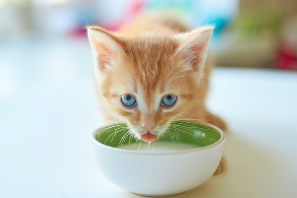 Pretty nice red kitten with blue eyes is drinking milk and looking at camera