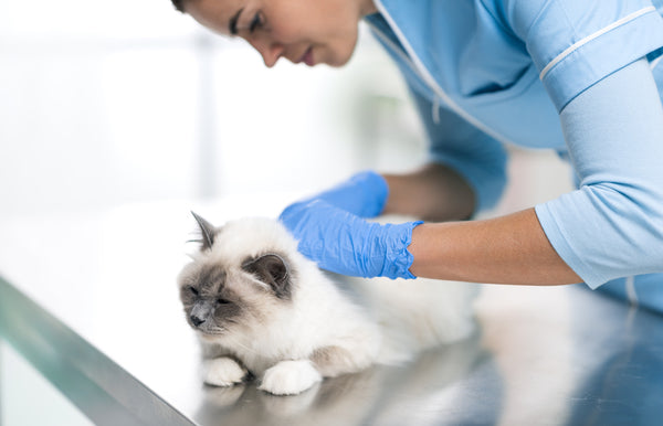Can Humans Get Fleas From Cats? Understanding the Risks
