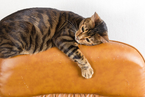 Should You Be Worried About Protecting Furniture From Cats?