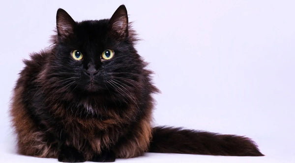 ragdoll black cat
