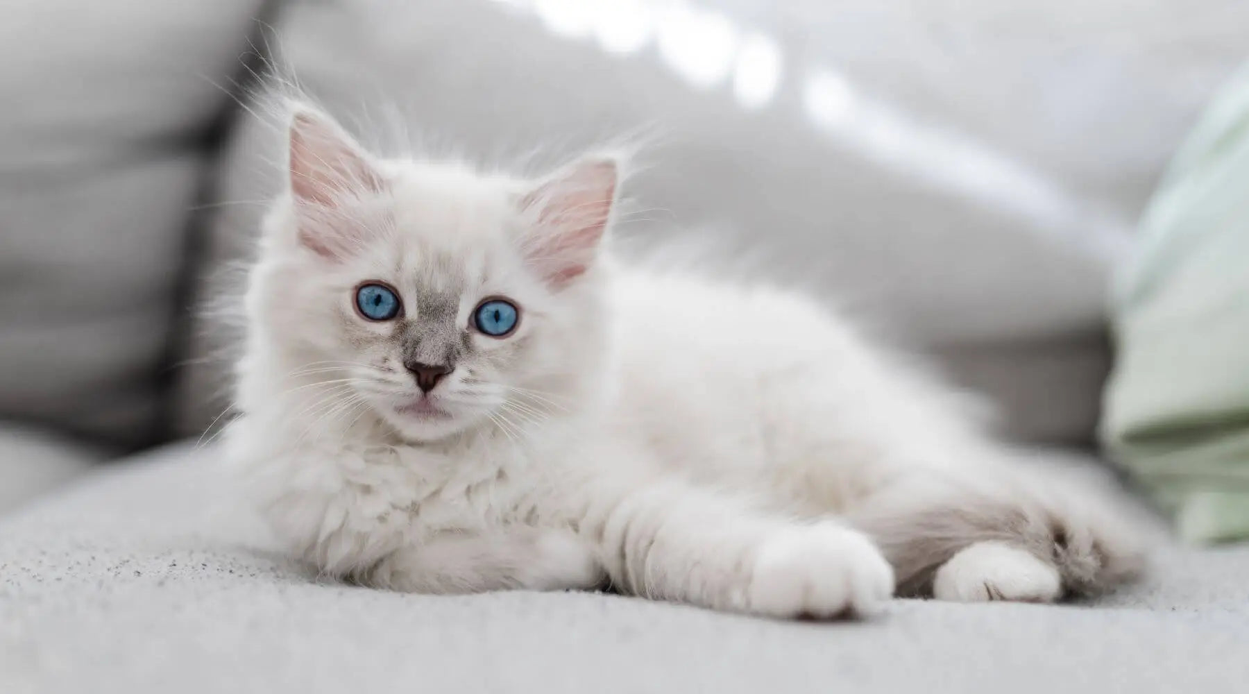 Is Ragdoll Cat Breed High Maintenance? (The Best Care)