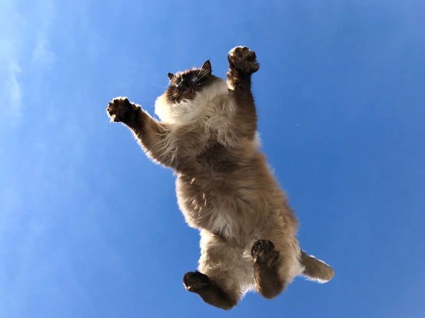Ragdoll fluffy cat jumping from the fence