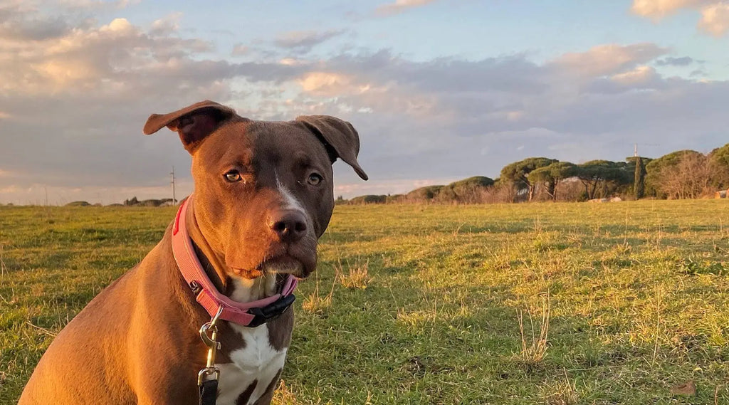 Red nose deals pitbull average weight