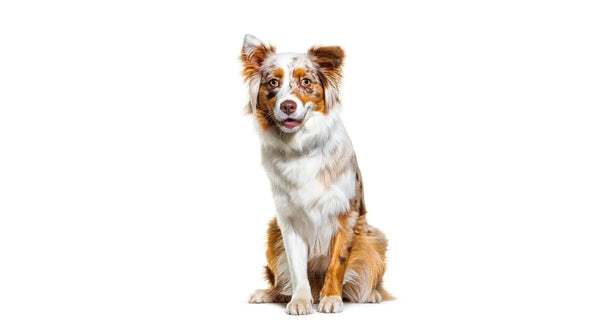Red Australian Shepherd: Characteristics, Temperament, and Care - PawSafe