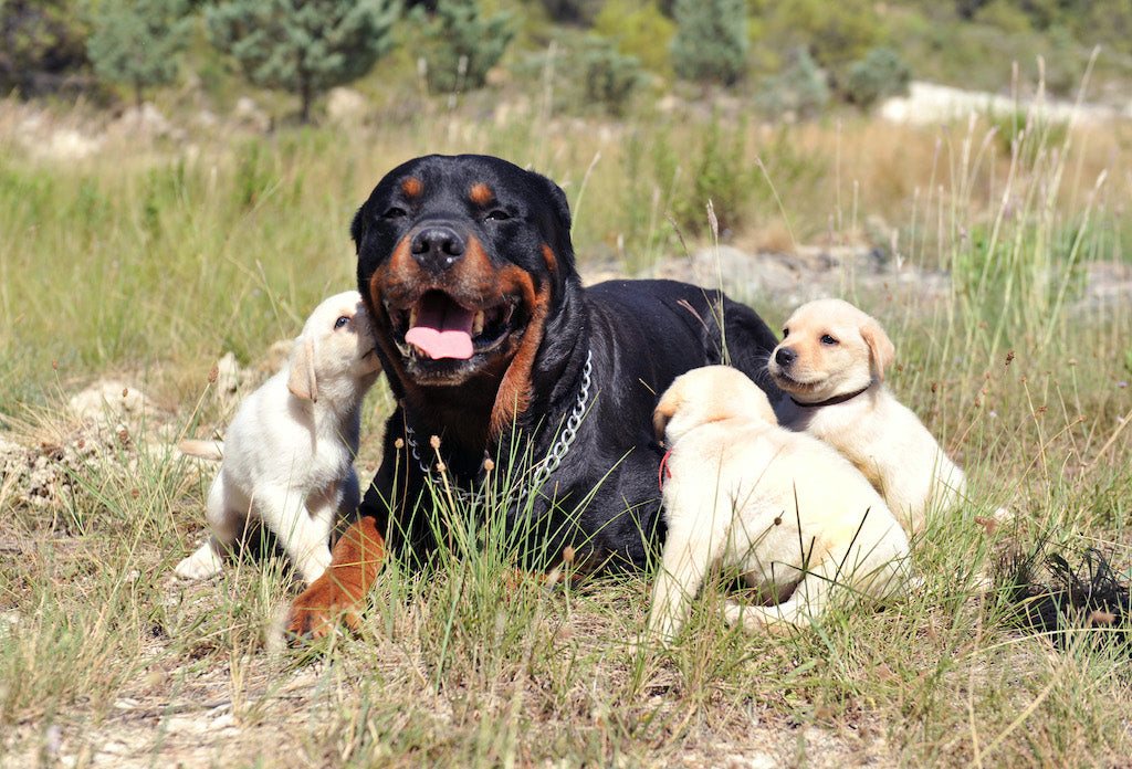 Fat Rottweiler Lab Mix Labrador Retriever Mix Rottweiler