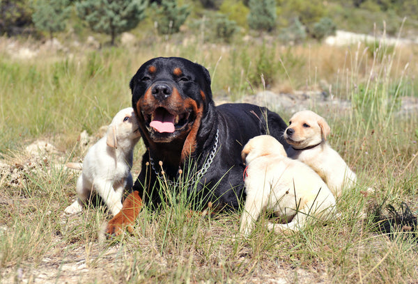 rottweiler and puppies labrador