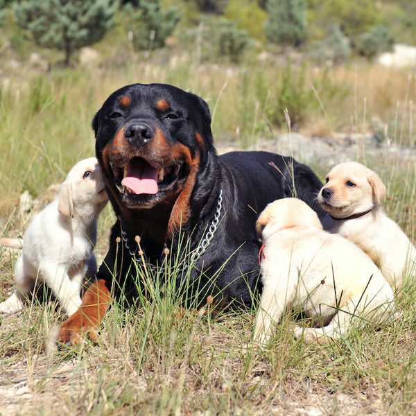Golden Retriever Rottweiler Mix