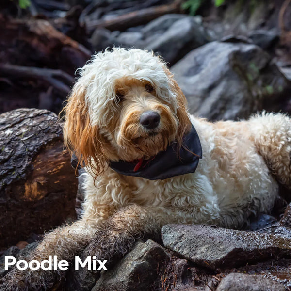 Rottweiler cross poodle hotsell