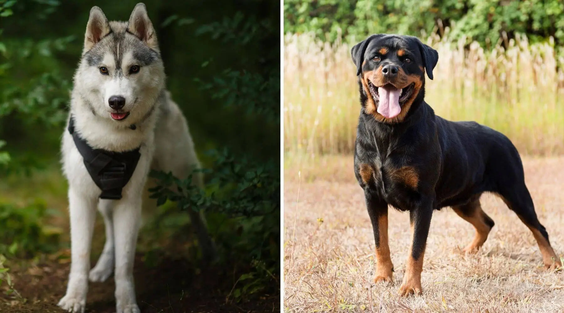 Rottweiler Husky Mix: Everything You want To Know About