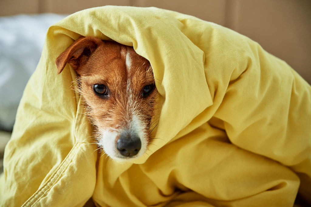 Sniffles And Sneezes Can Dogs Get A Cold sniffles-and-sneezes-can-dogs-get-a-cold