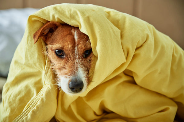 Sad dog lying under blanket in bedroom