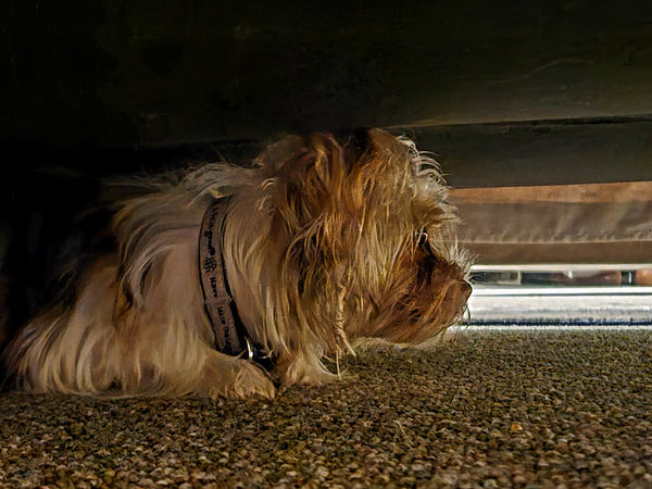 Scared little dog hiding under the bed during a thunder storm.