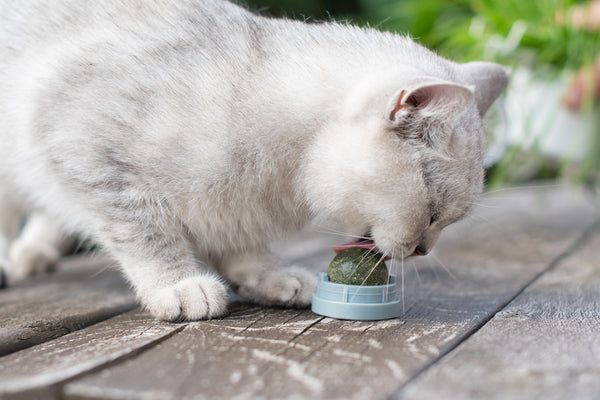 Scottish kitten has fun with a catnip ball toy