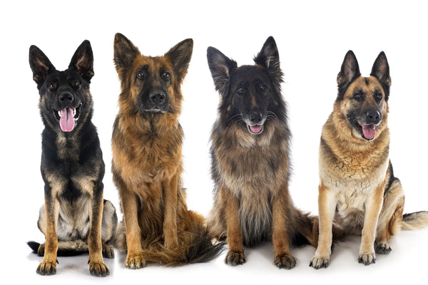The History Of The Shiloh Shepherd Dog.Let's Learn More!