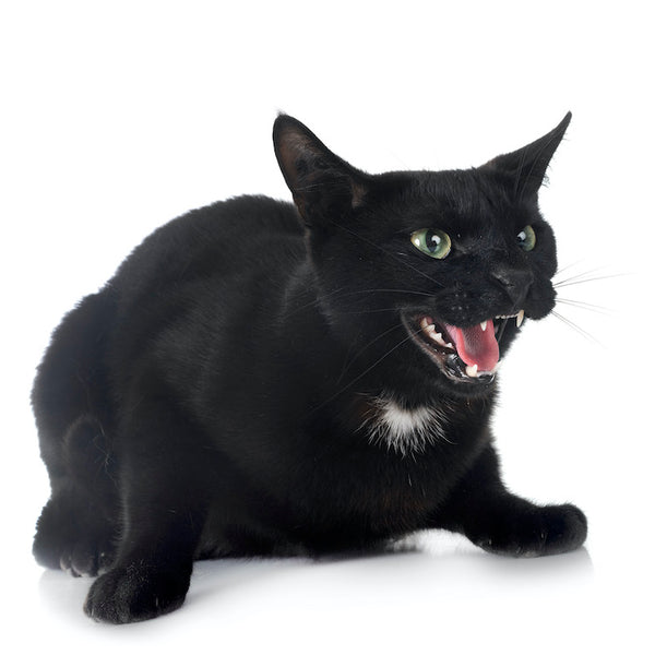 Why Do Cats Growl? The Reason for the Grrr and How to Respond