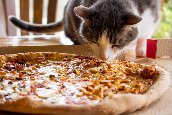 Can Cats Eat Pepperoni? The Facts You Need to Consider
