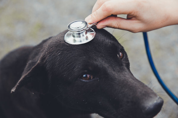The veterinary diagnosis a black dog by using a stethoscope on the dog's head