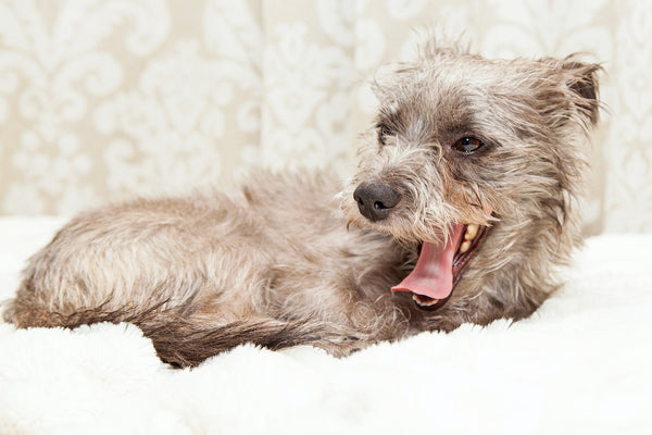 Tired Dog on Bed Yawning