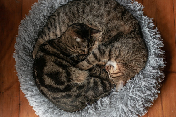 Two cute cats sleep in a fluffy cat bed.