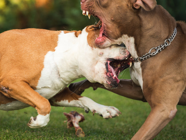 Two dogs amstaff terrier fighting over food. 