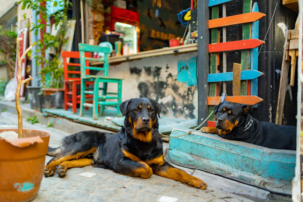 Two rottweiler dogs lying in the street of Balat district in Istanbul