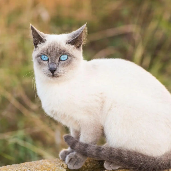 Different type online of siamese cats